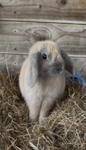 Parsley