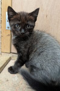 Pumpkin's Kitten