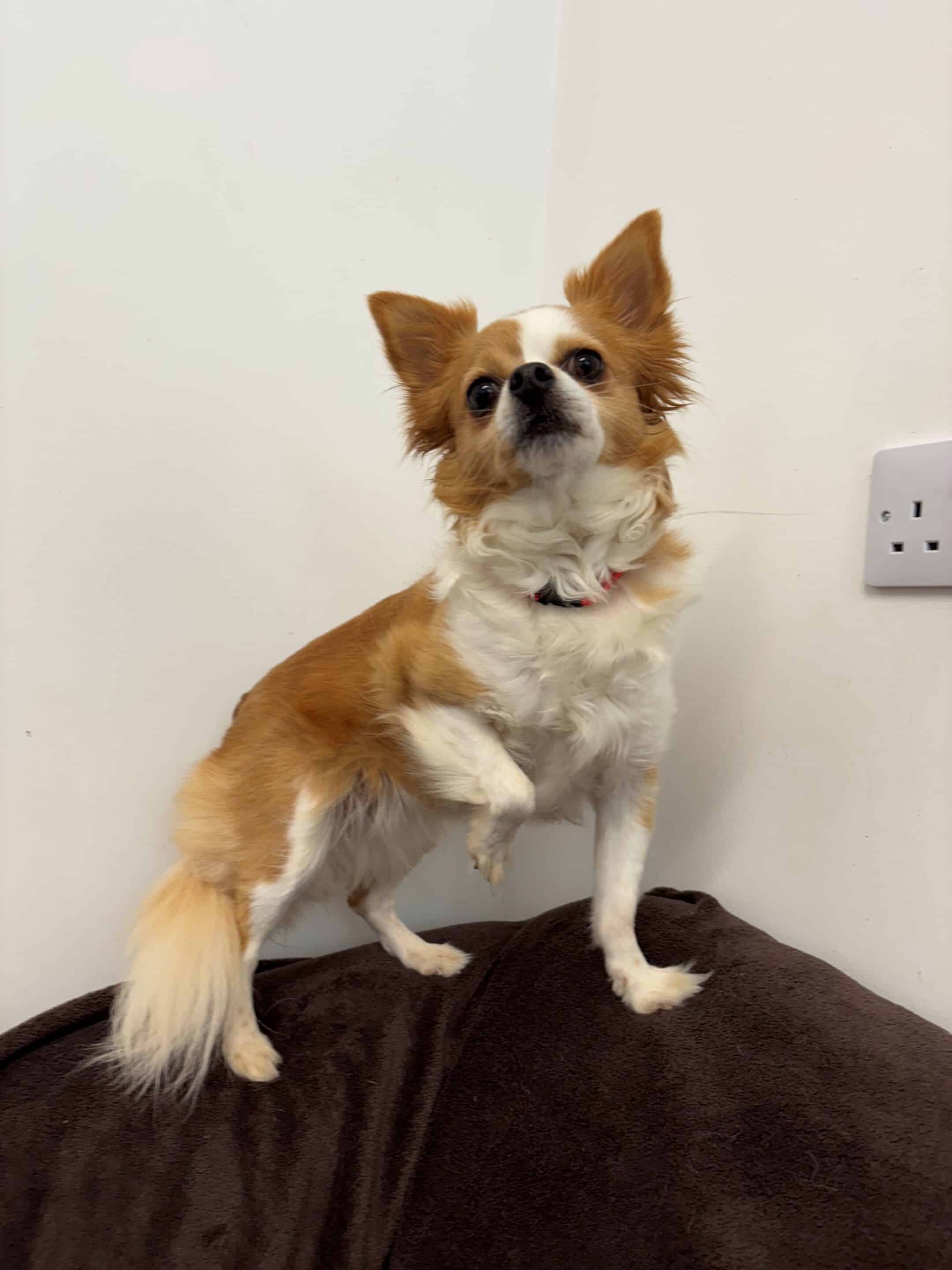 Nelly the dog looking up, hoping you will sponsor a pen.