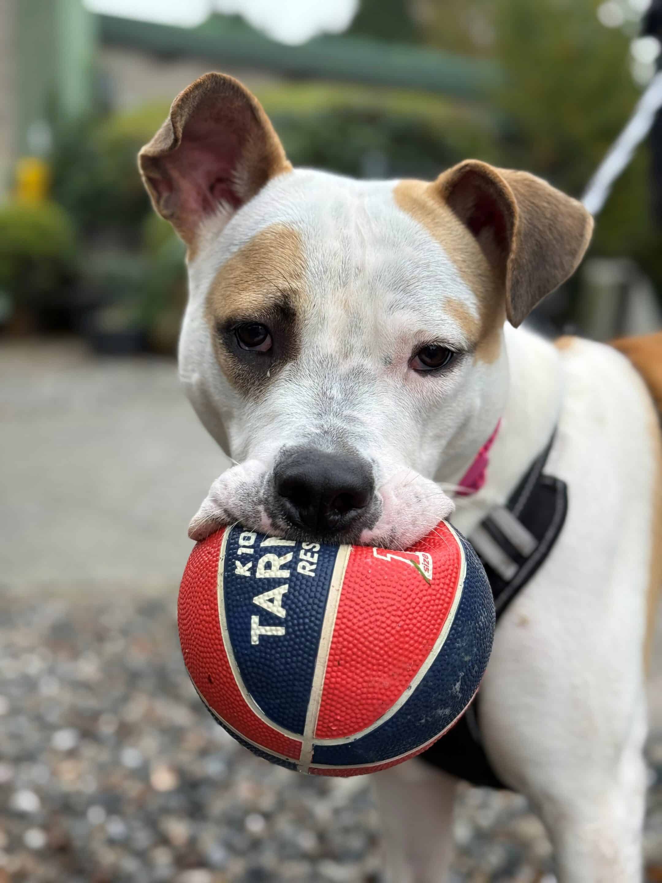 Lucky one of our resident dogs in need of pen sponsorship