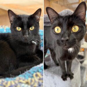 Galaxy and Oreo