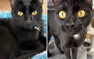 Galaxy and Oreo