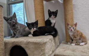 4 x kittens