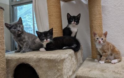 4 x kittens