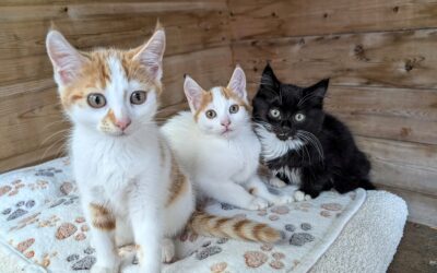 3 x kittens