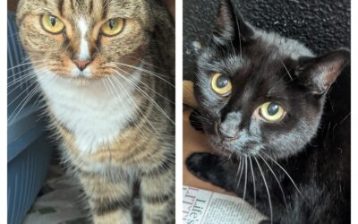 Willow & Luna