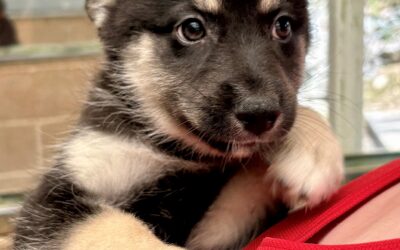 Fynn