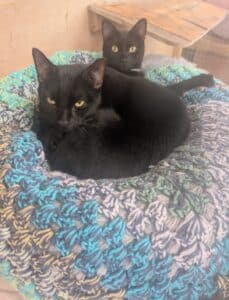 Galaxy and Oreo
