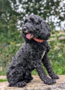 Rosie