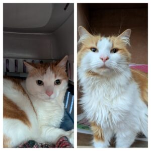 Simba & Nala