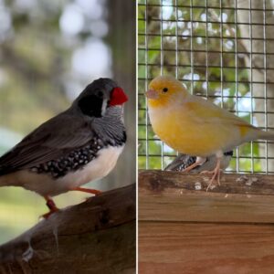 Yolk (Canary) and Tweety (Finch)