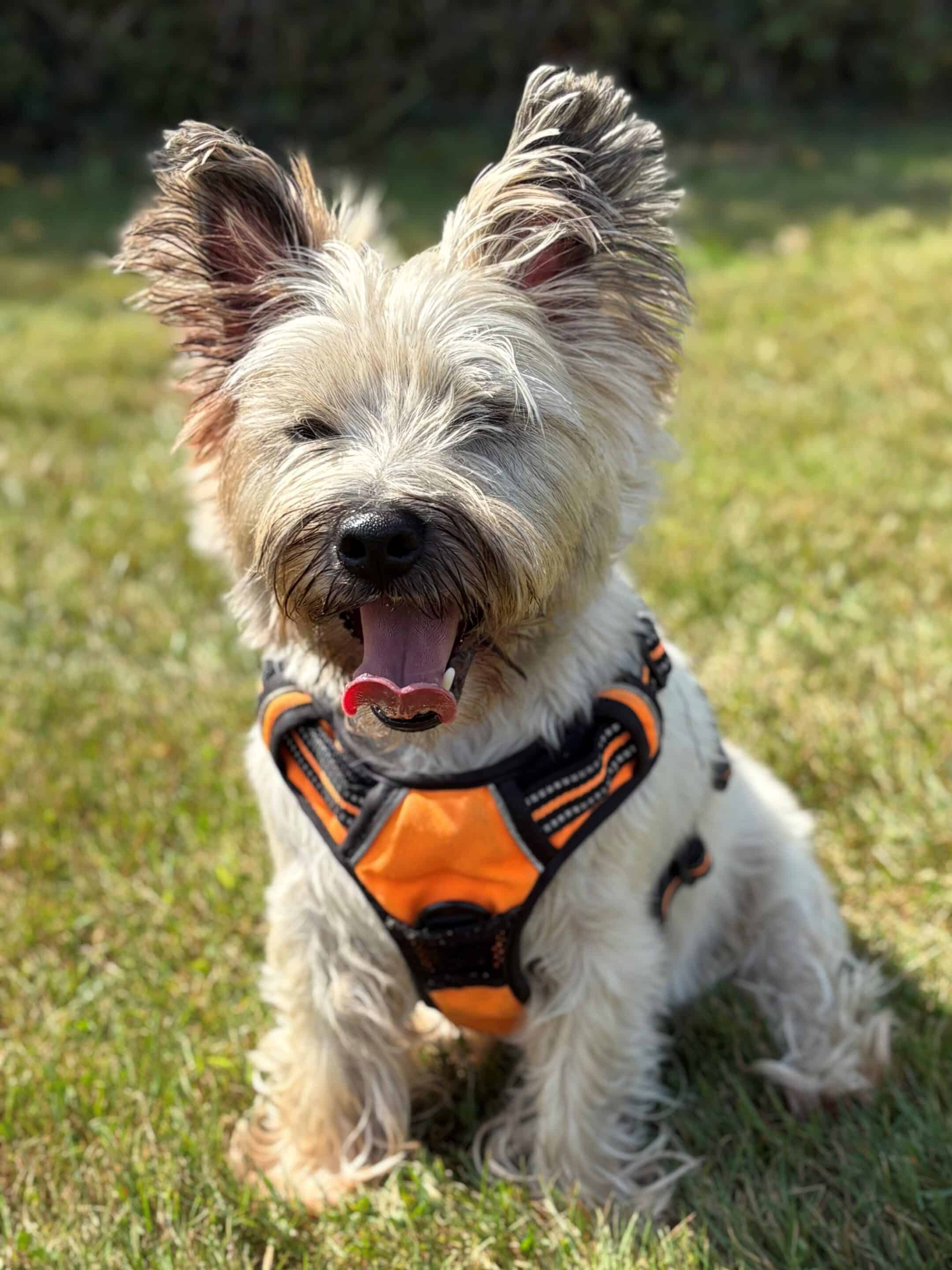 hugo