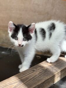 Podge's kittens X5