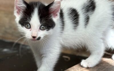 Podge’s kittens X5