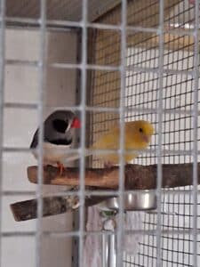 Yolk (Canary) and Tweety (Finch)