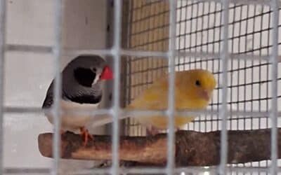 Yolk (Canary) and Tweety (Finch)