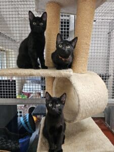 Kiara, Timone & Pumba
