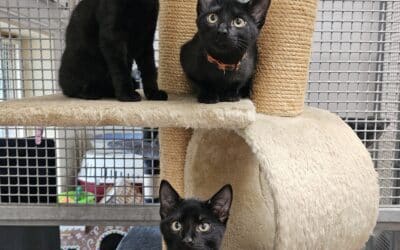Kiara, Timone & Pumba