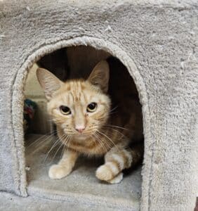 Oliver
