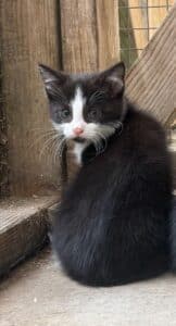 Albert (Alma's kitten)