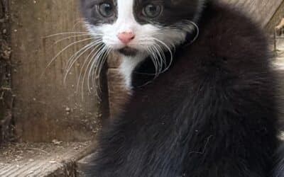 Albert (Alma’s kitten)