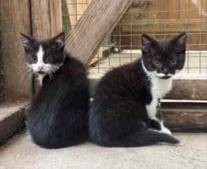 Alma's kittens