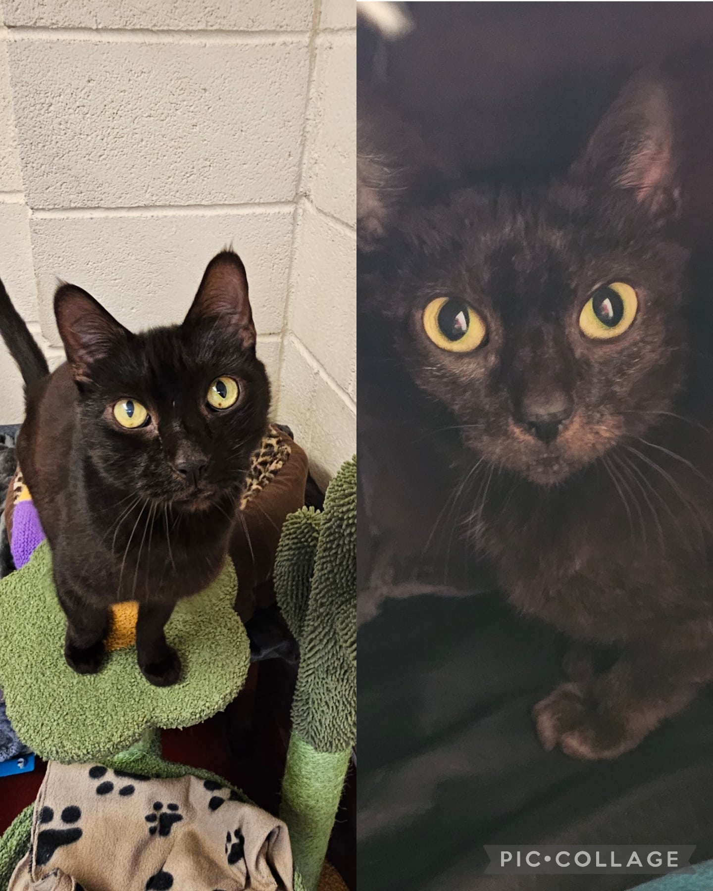 Collage_2025-10-18_11_28_14