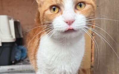 Garfield 1