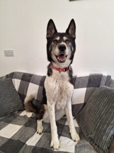 Maya