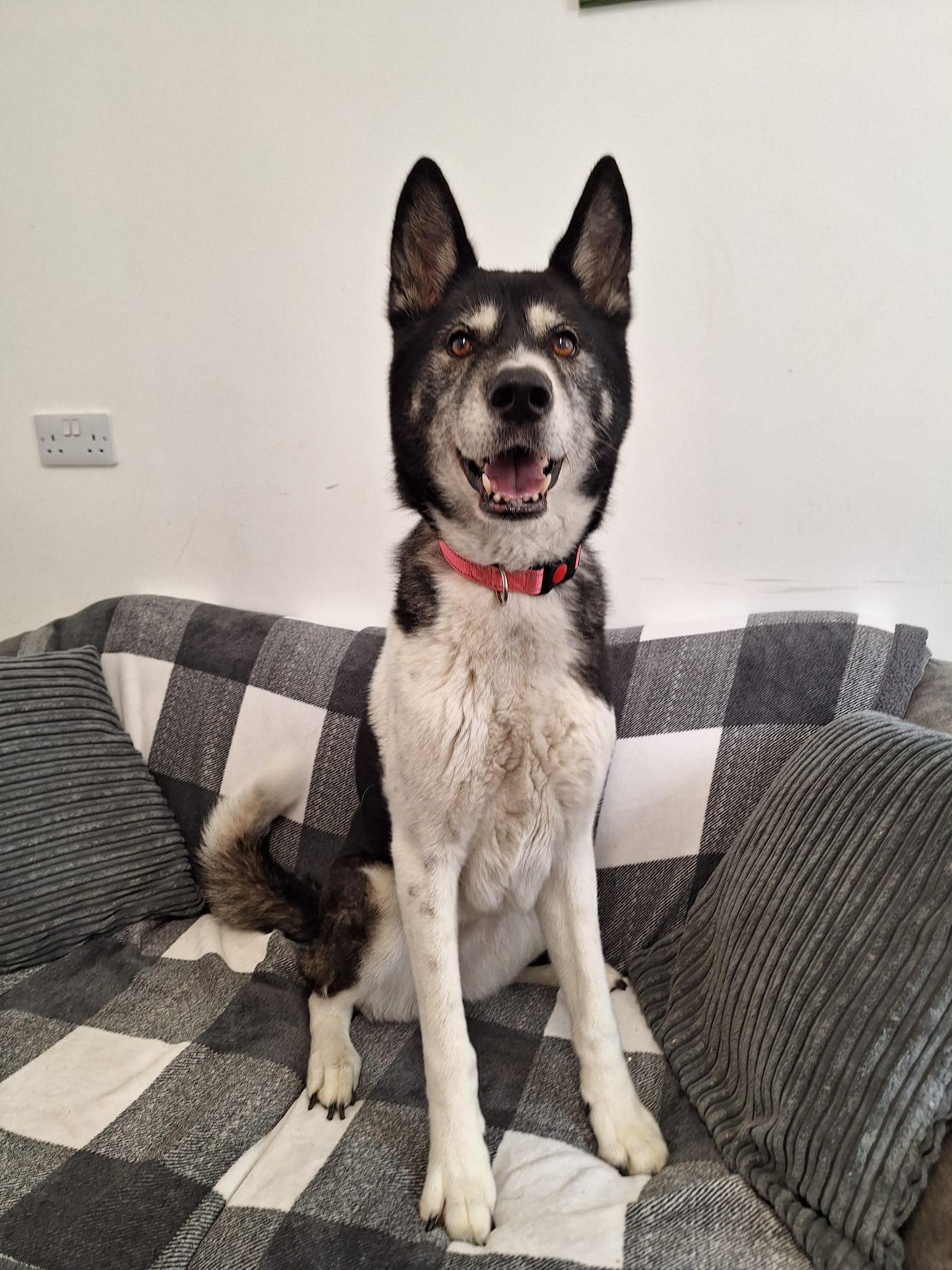 Maya