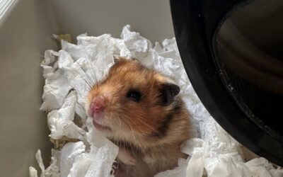 Toffee