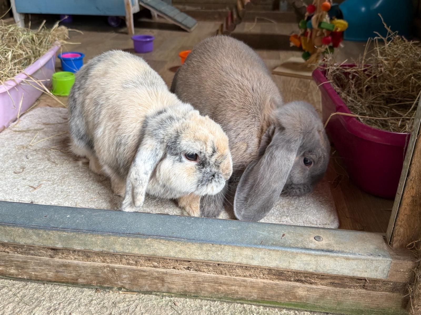 Stripey the black and white Netherland dwarf rabbit.