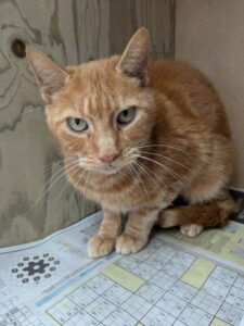 Garfield