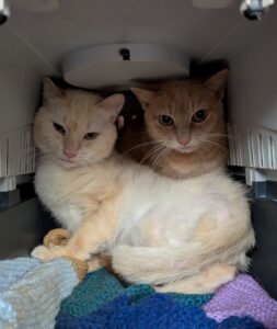 Kissy & Nibbles