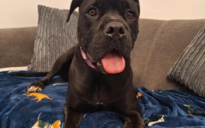 Nova