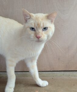 Snowball