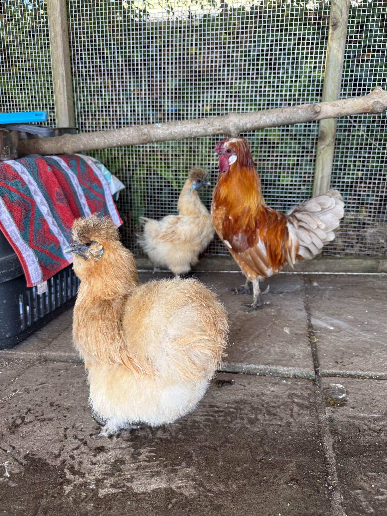 x3 chickens