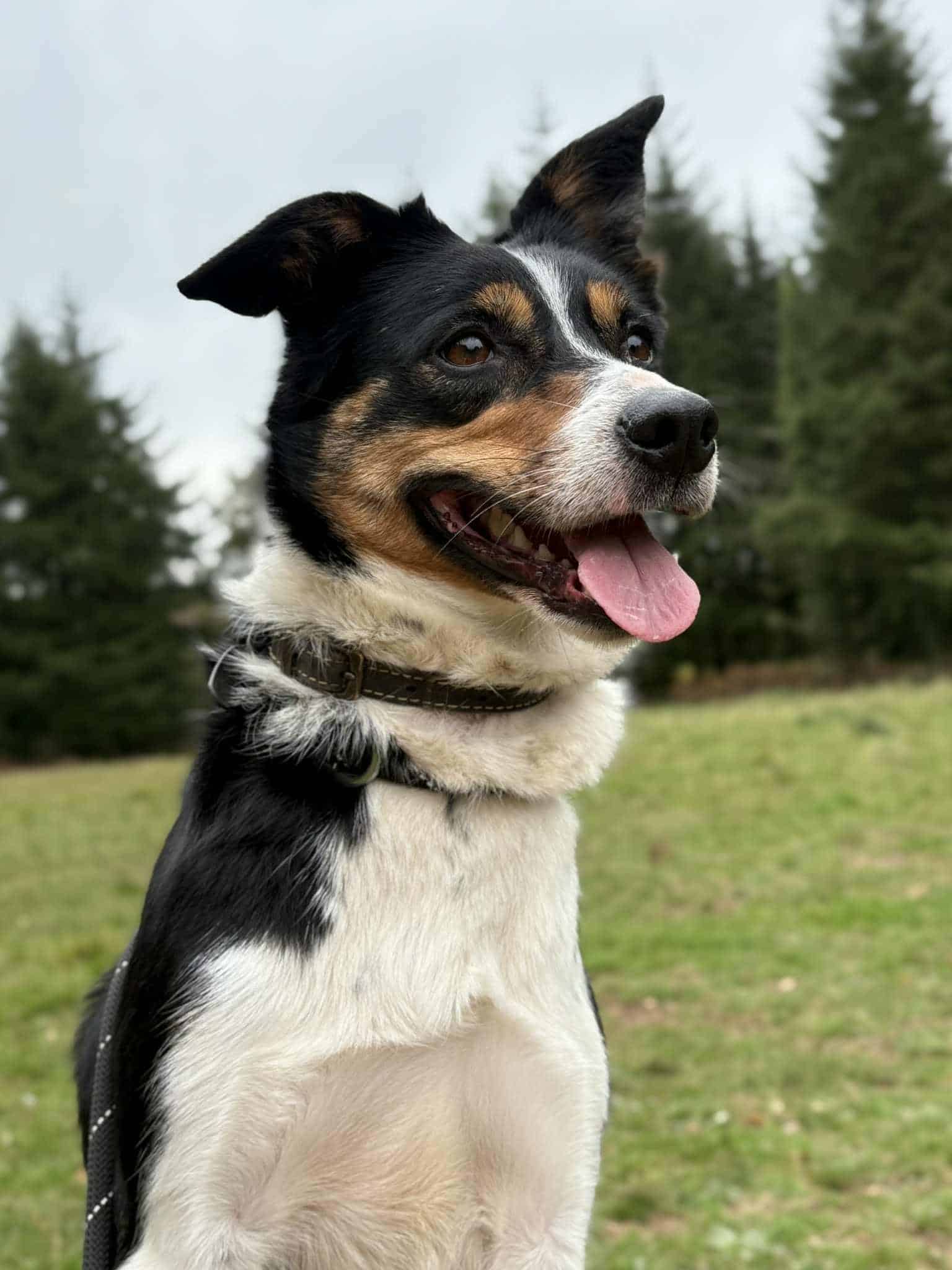 Rolo the Husky Springer Spaniel cross