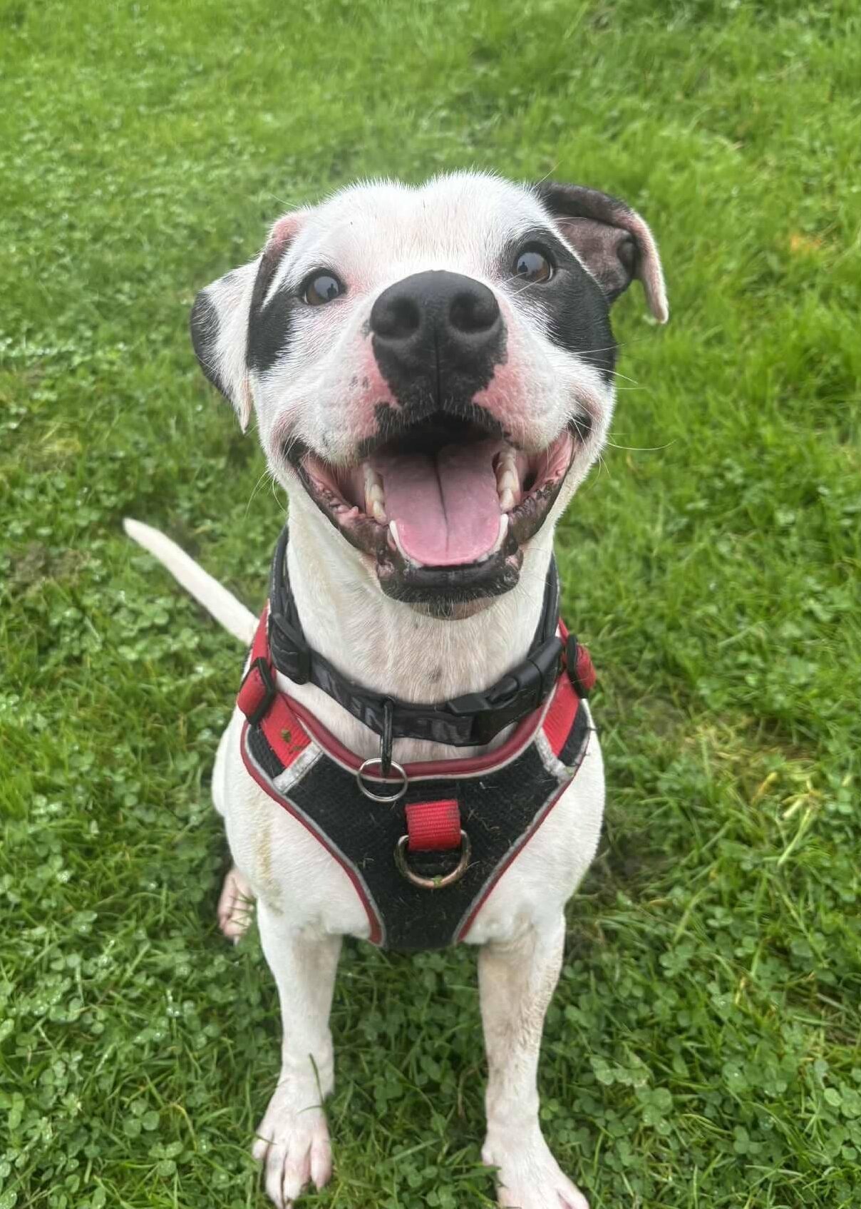 Nelly the dog looking up, hoping you will sponsor a pen.
