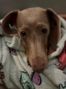 Darcie
