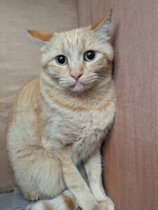 Amber