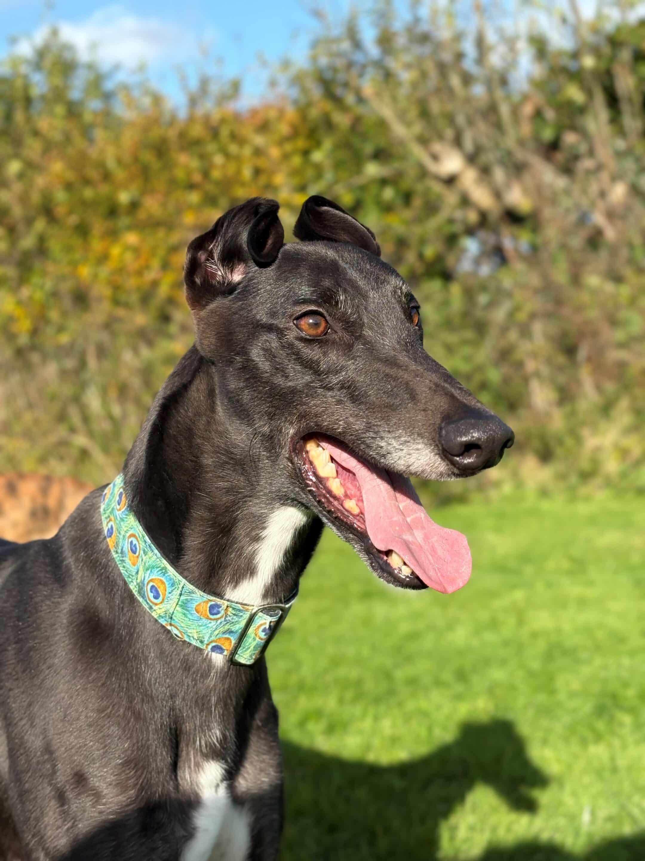 Lucky one of our resident dogs in need of pen sponsorship