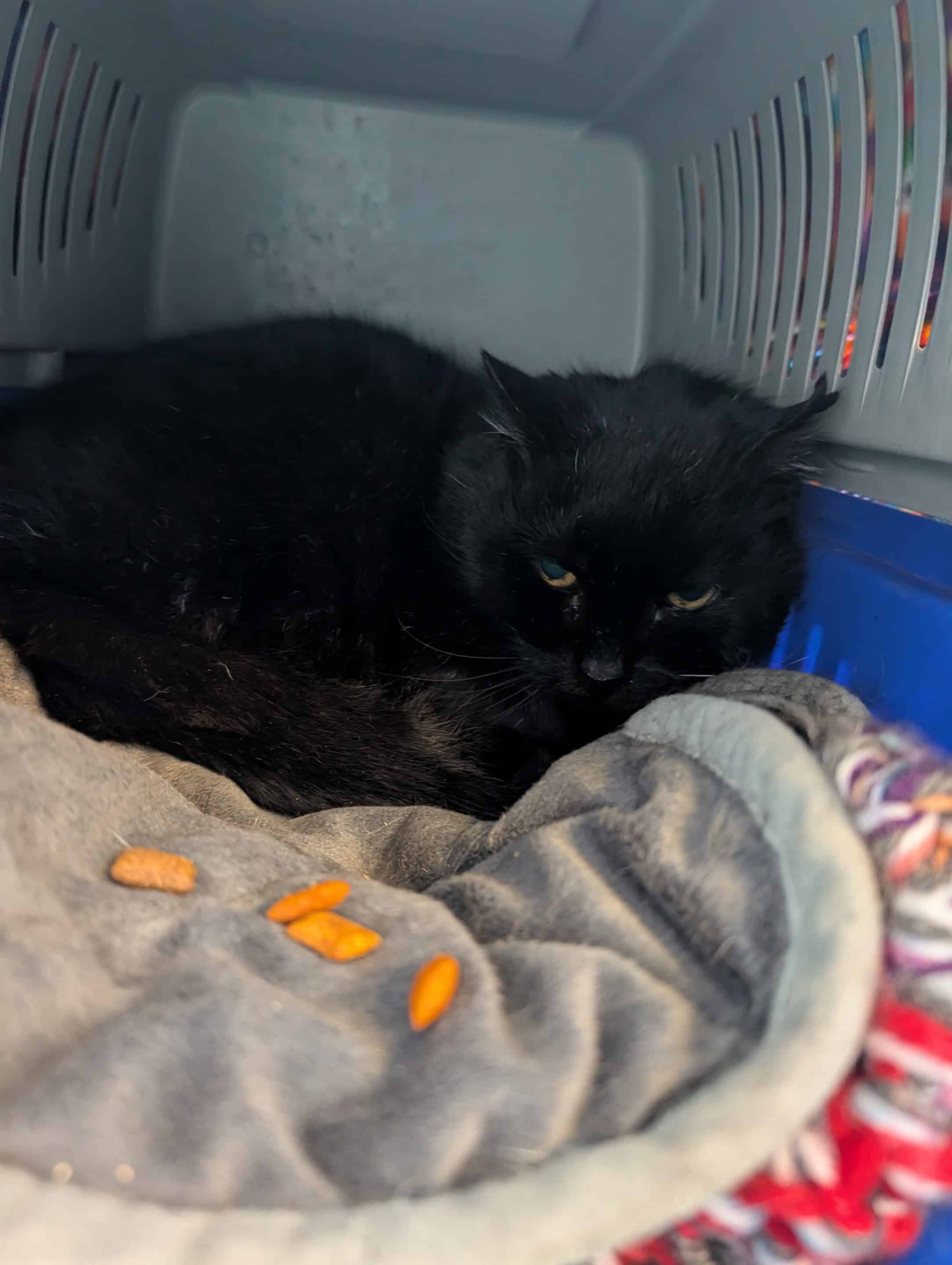 Jess is is a shy friendly and black and white female cat.