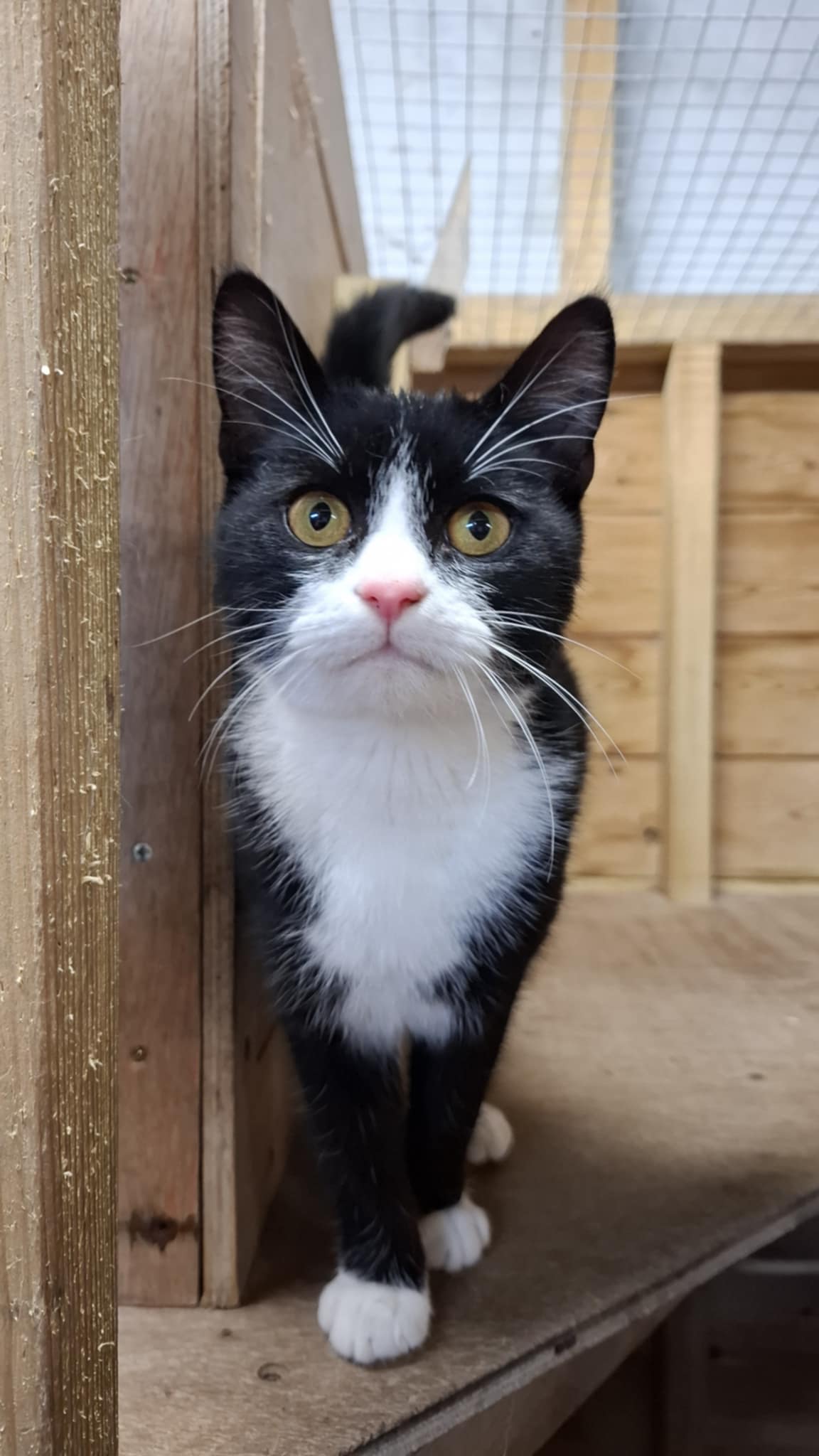 Messenger_creation_4649F9D7-B929-4837-BD32-C4EA140E53D4