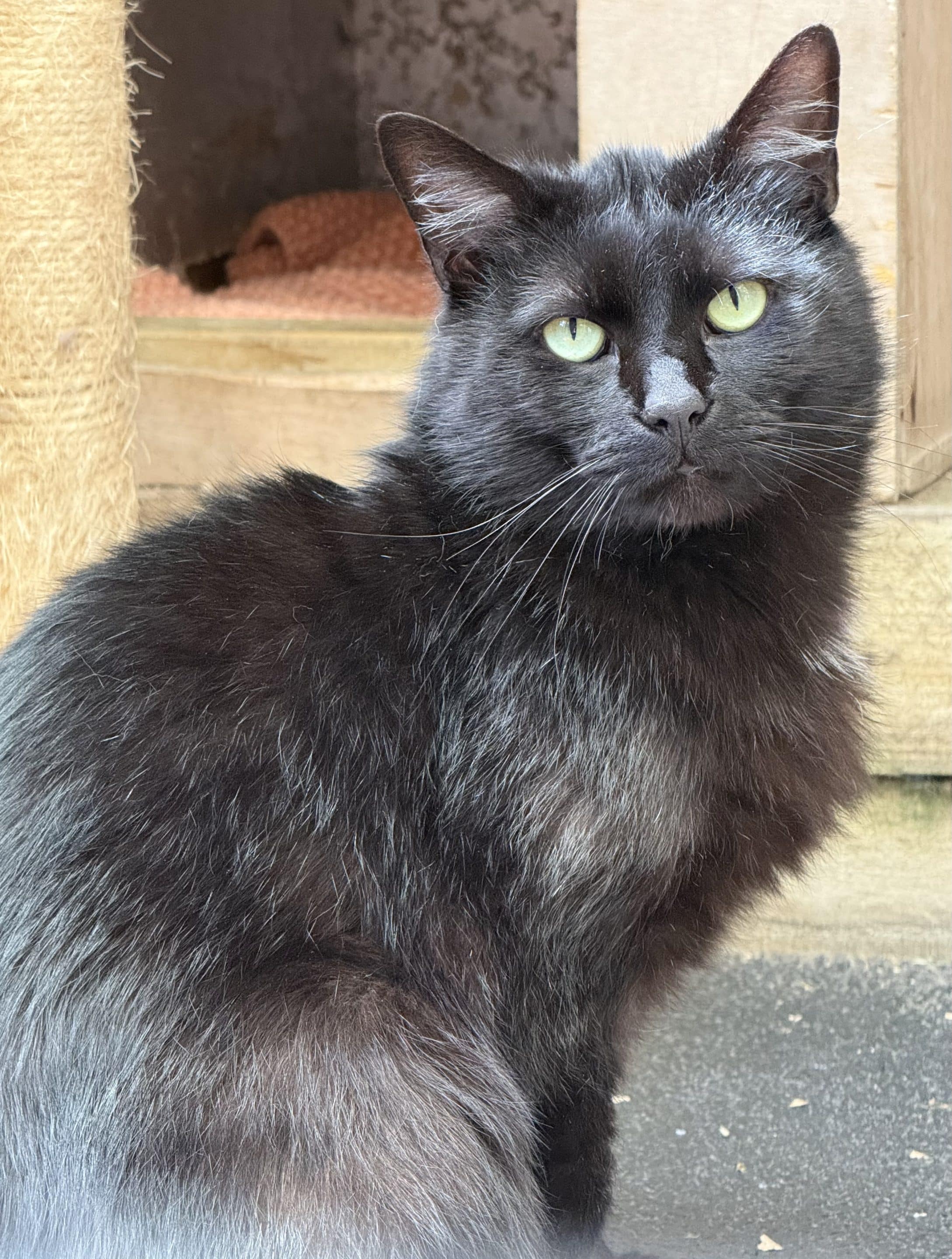 Oliver Feral