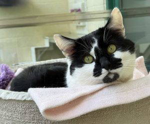 Smudge