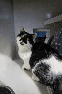 Smudge
