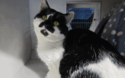 Smudge