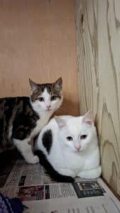 William, River & Everest