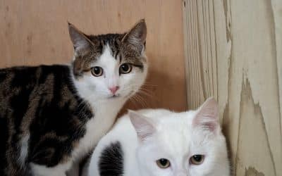 William, River & Everest